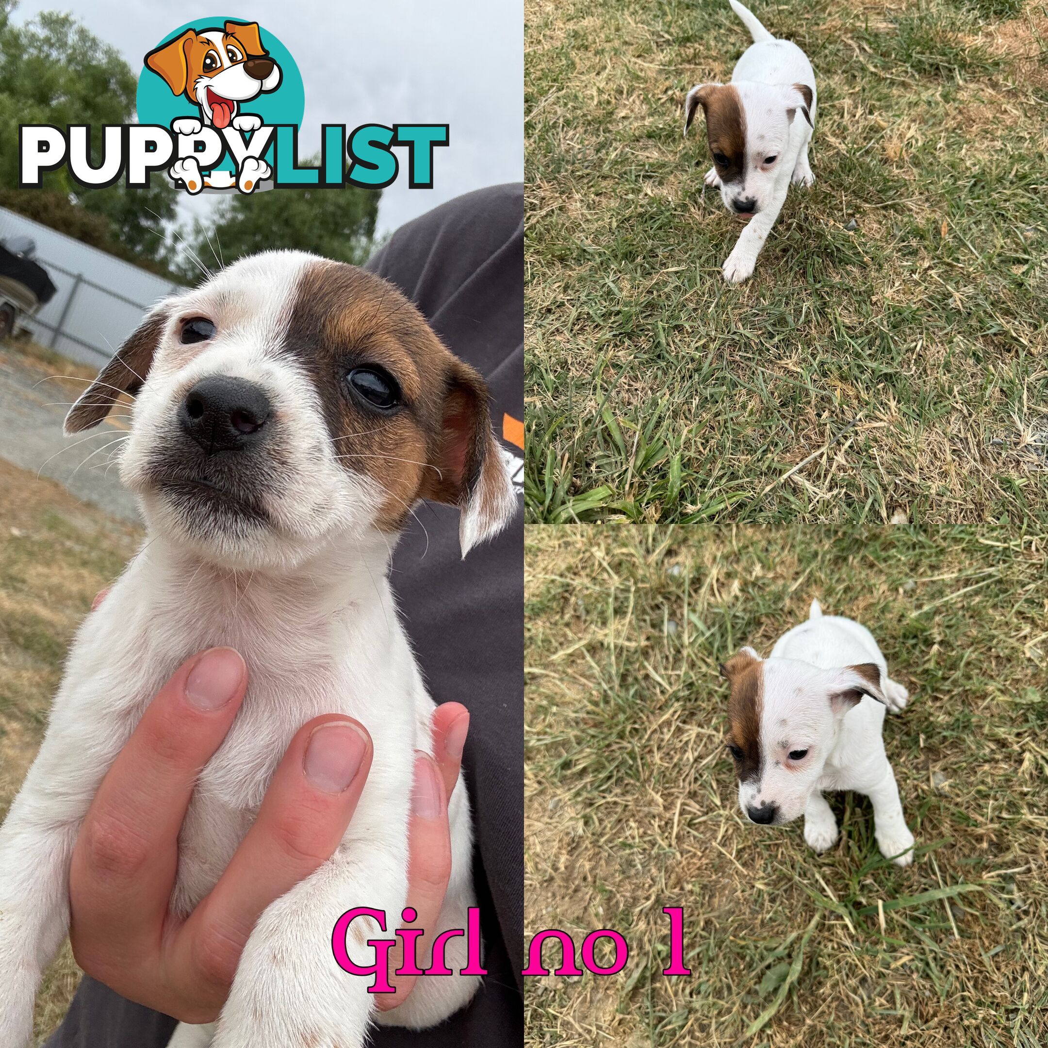 Parson terrier pups