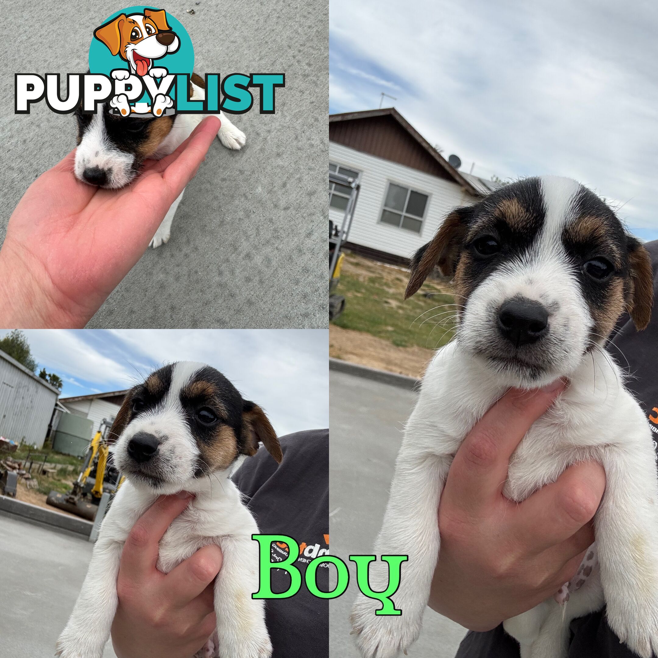 Parson terrier pups