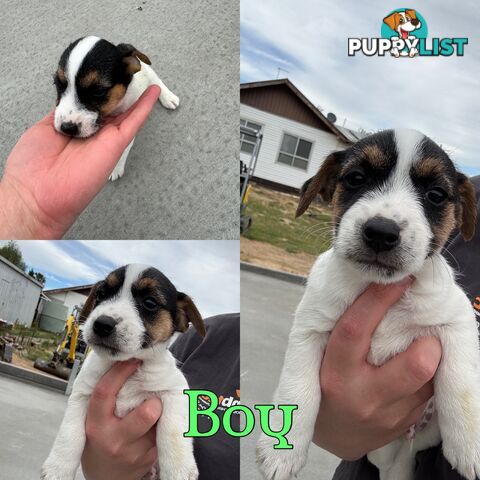 Parson terrier pups