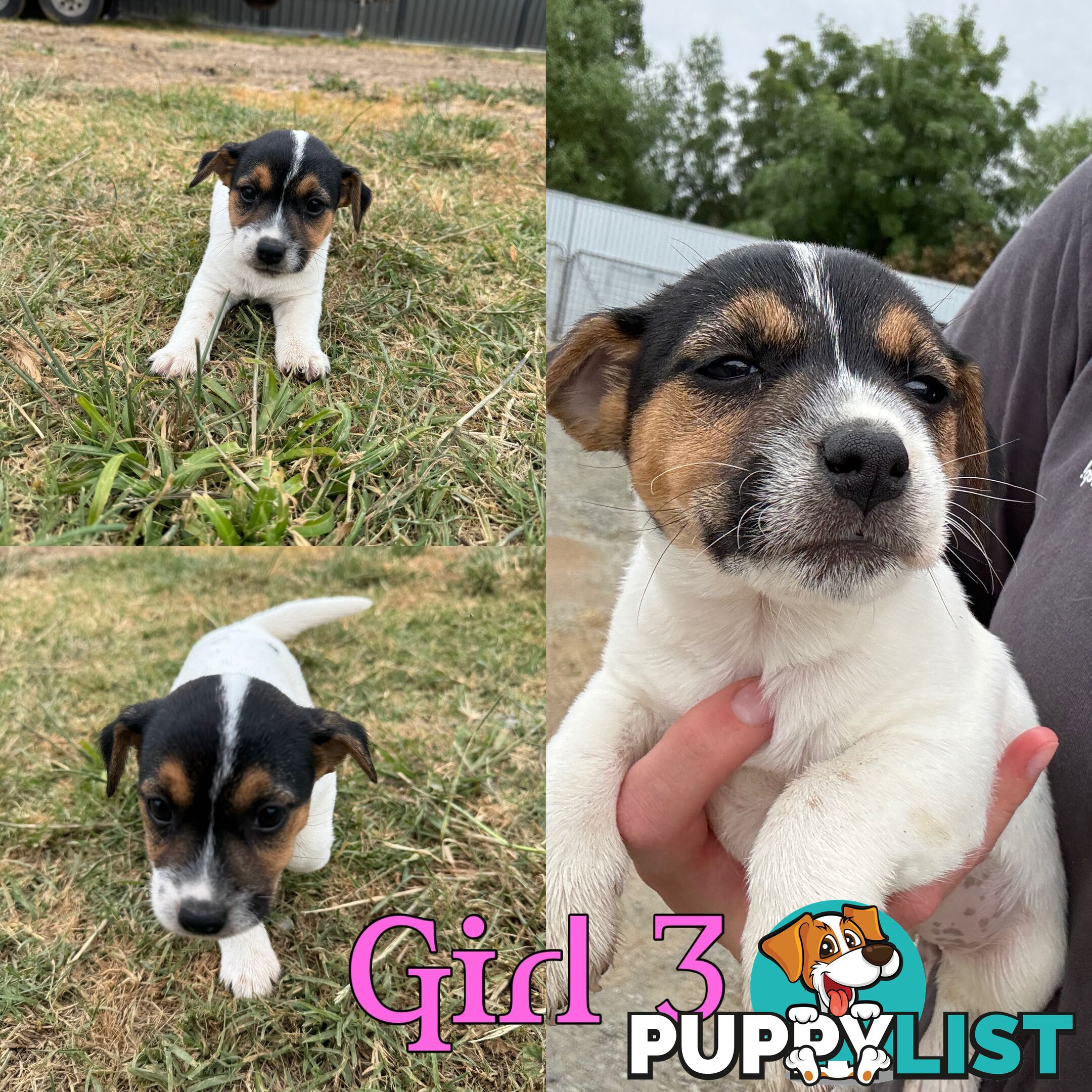 Parson terrier pups