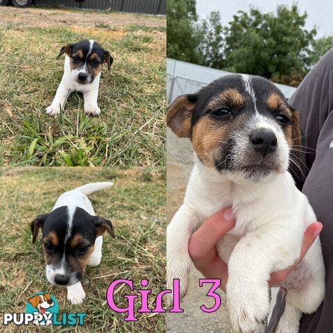 Parson terrier pups