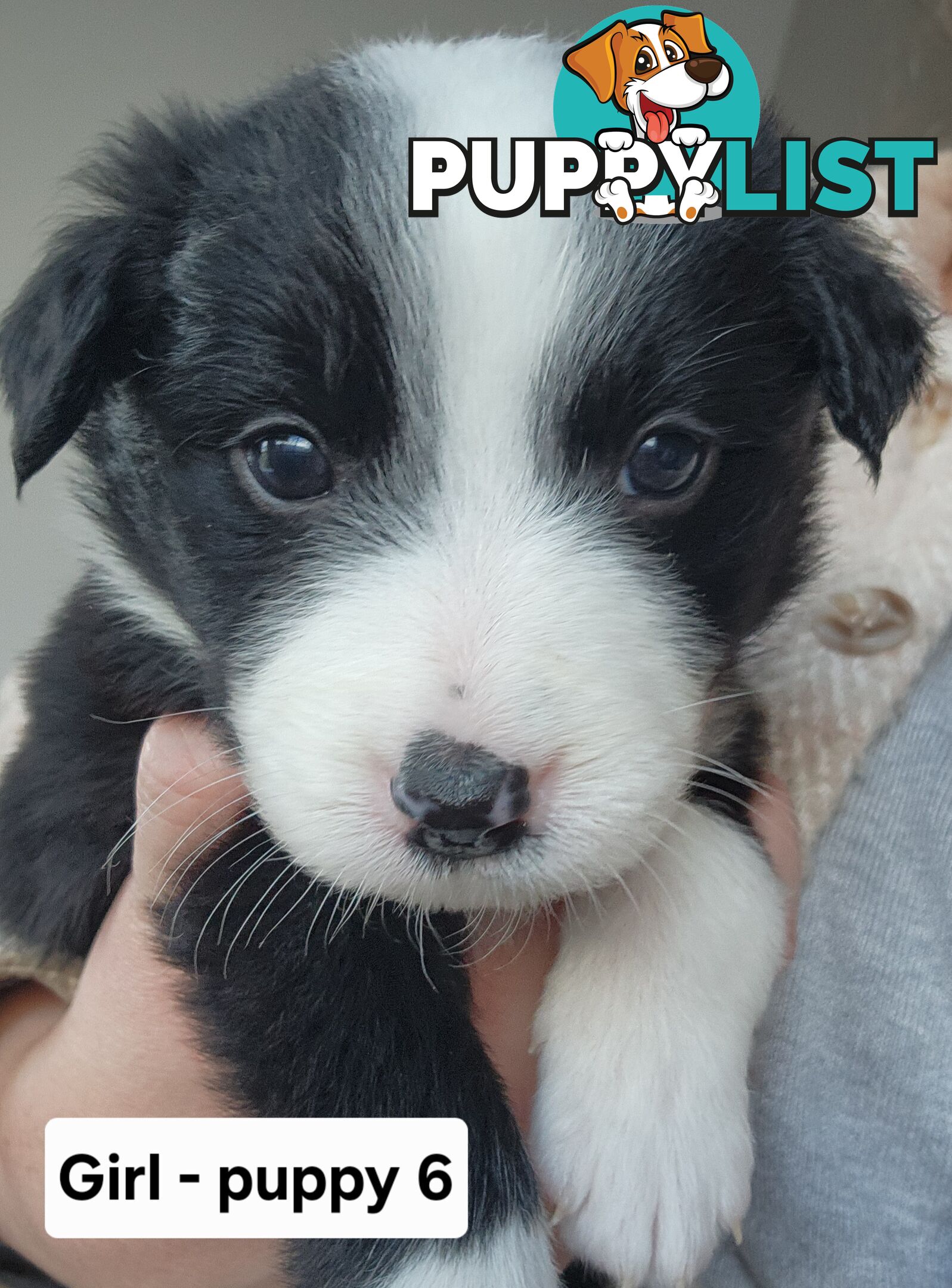Pure-bred Border Collie Puppies
