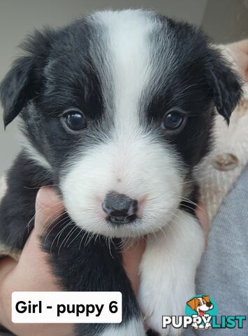 Pure-bred Border Collie Puppies