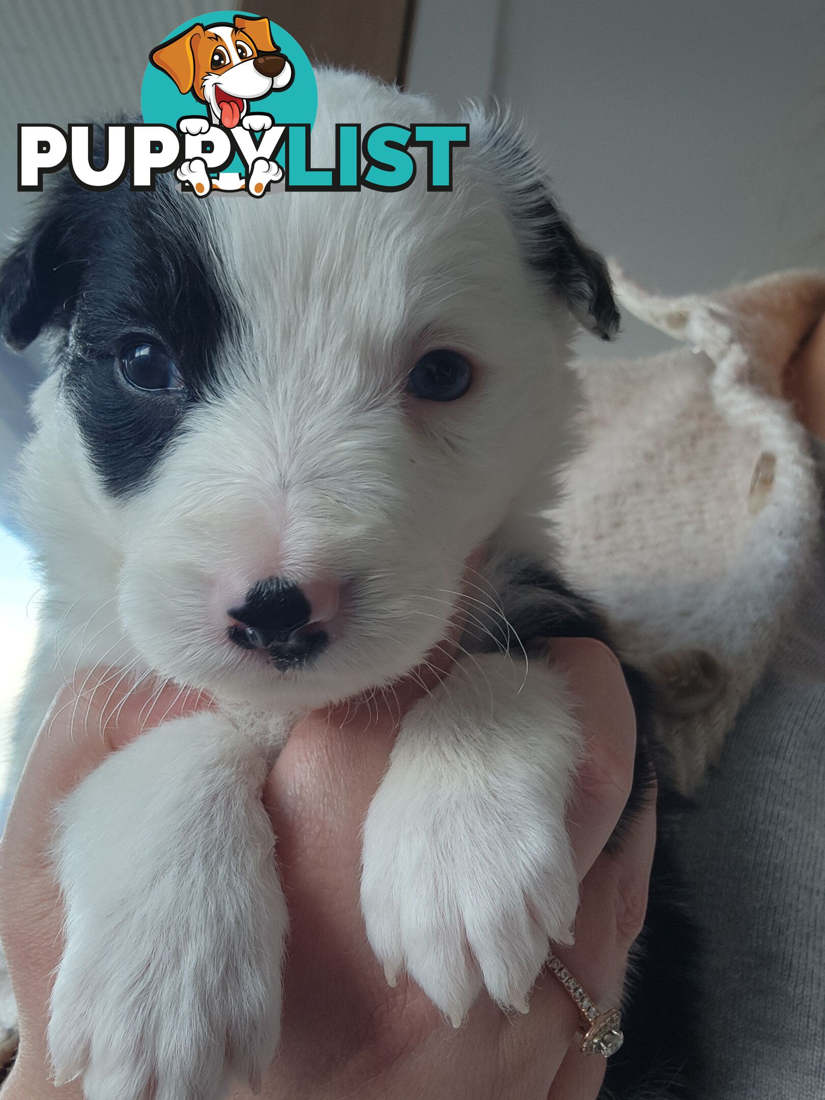 Pure-bred Border Collie Puppies