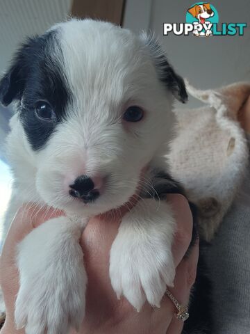 Pure-bred Border Collie Puppies