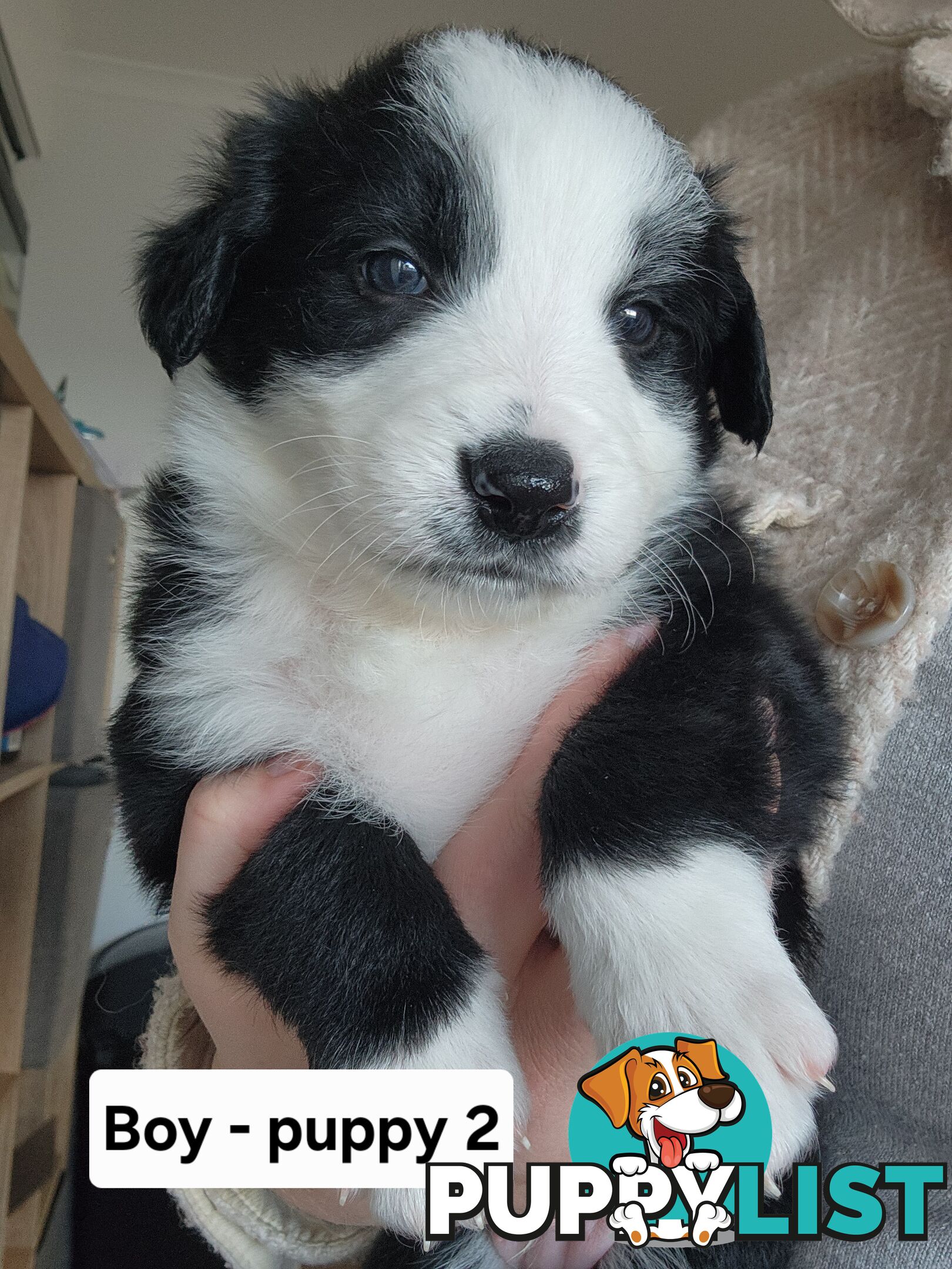 Pure-bred Border Collie Puppies