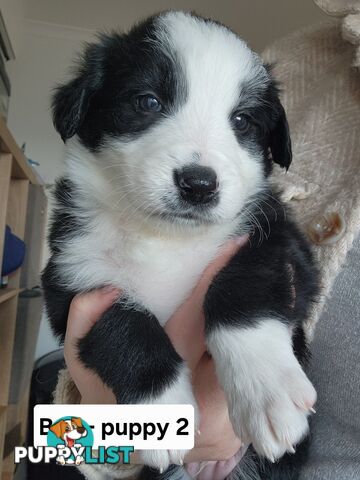 Pure-bred Border Collie Puppies