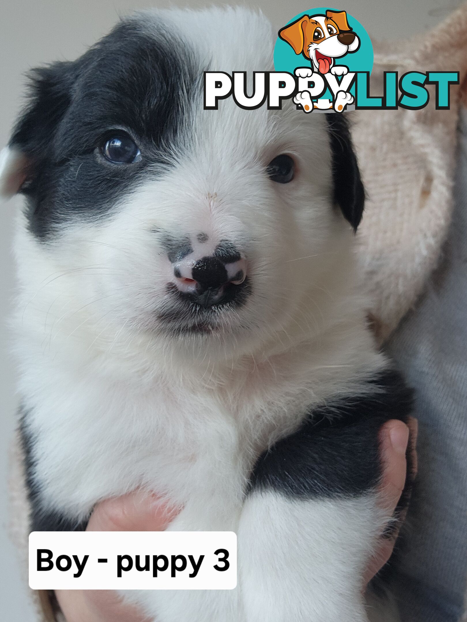 Pure-bred Border Collie Puppies