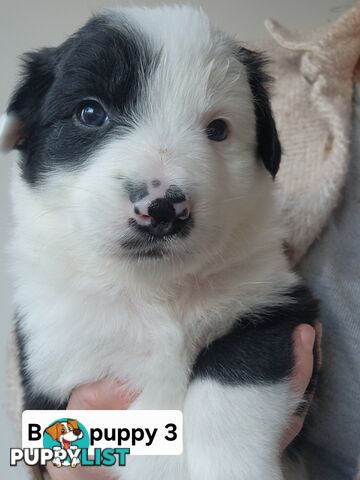 Pure-bred Border Collie Puppies