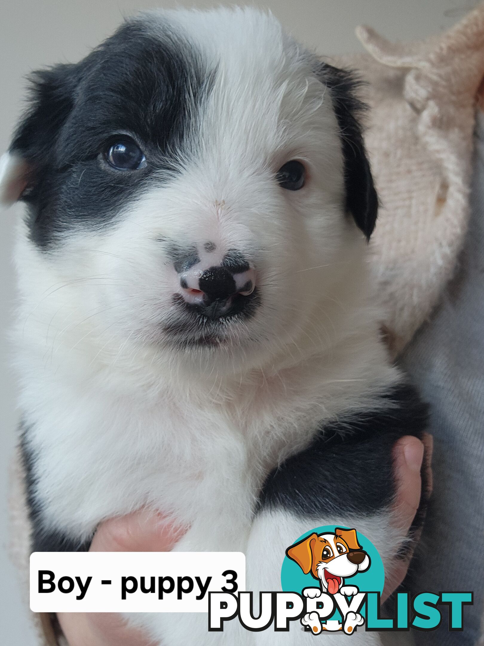 Pure-bred Border Collie Puppies