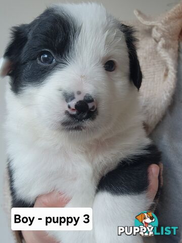Pure-bred Border Collie Puppies