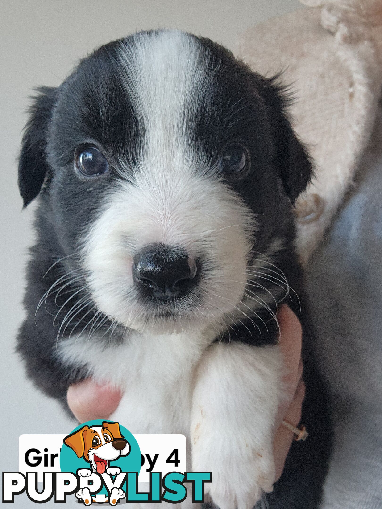 Pure-bred Border Collie Puppies
