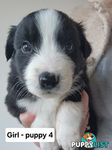 Pure-bred Border Collie Puppies