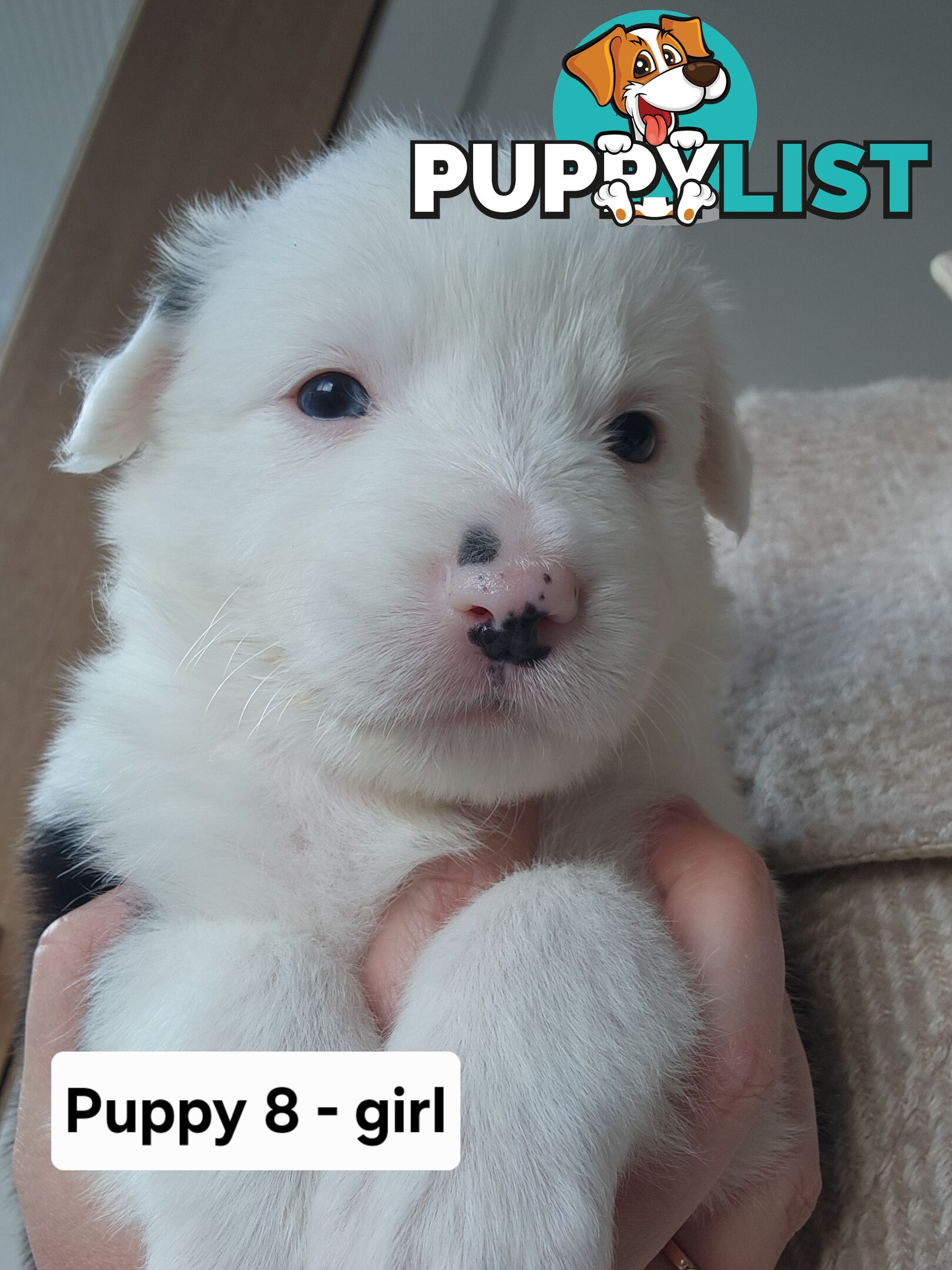 Pure-bred Border Collie Puppies
