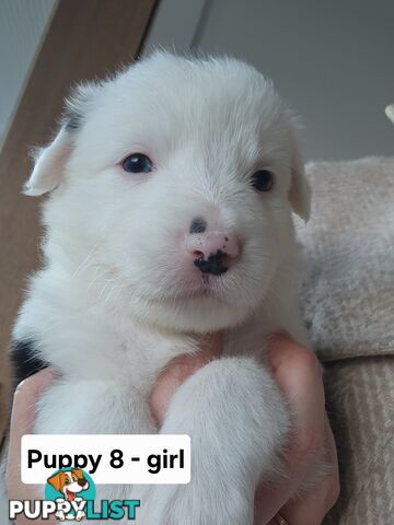 Pure-bred Border Collie Puppies
