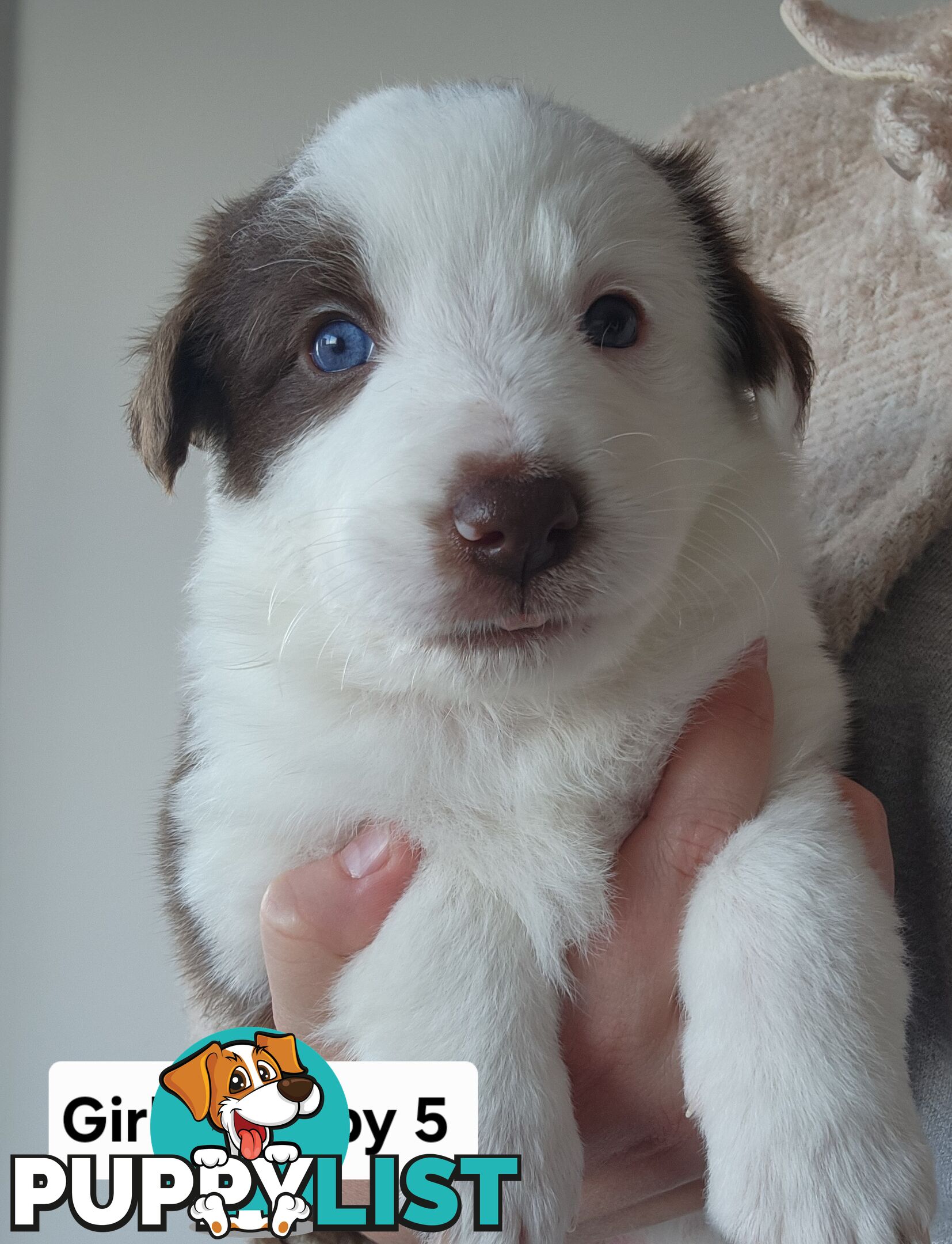 Pure-bred Border Collie Puppies