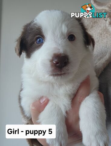 Pure-bred Border Collie Puppies