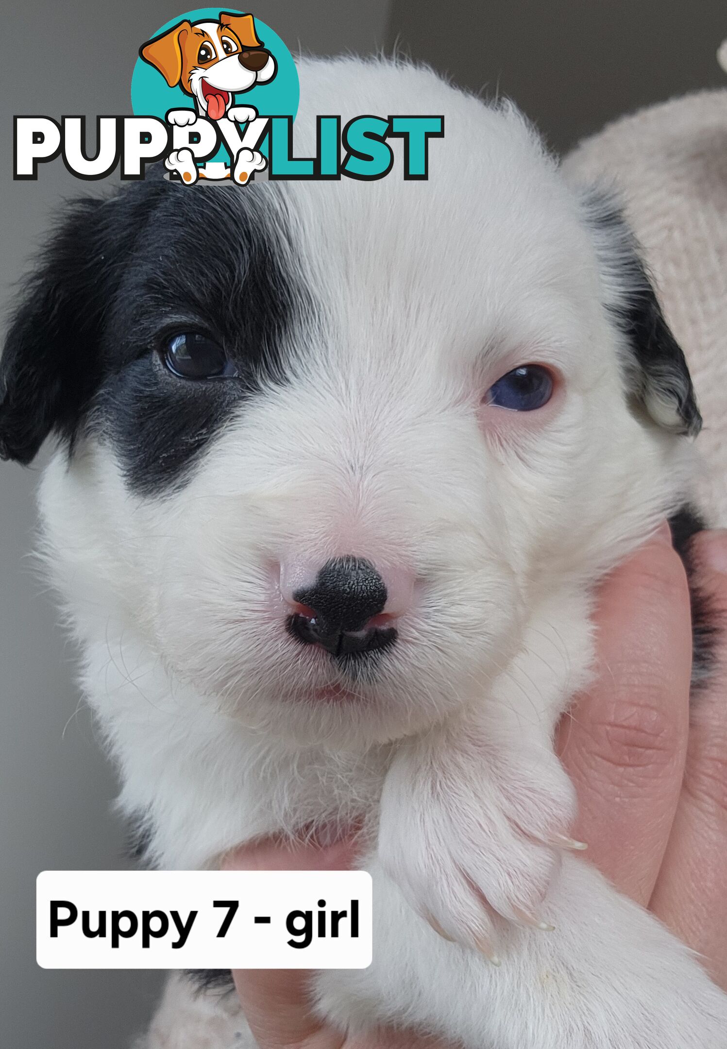 Pure-bred Border Collie Puppies