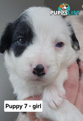 Pure-bred Border Collie Puppies