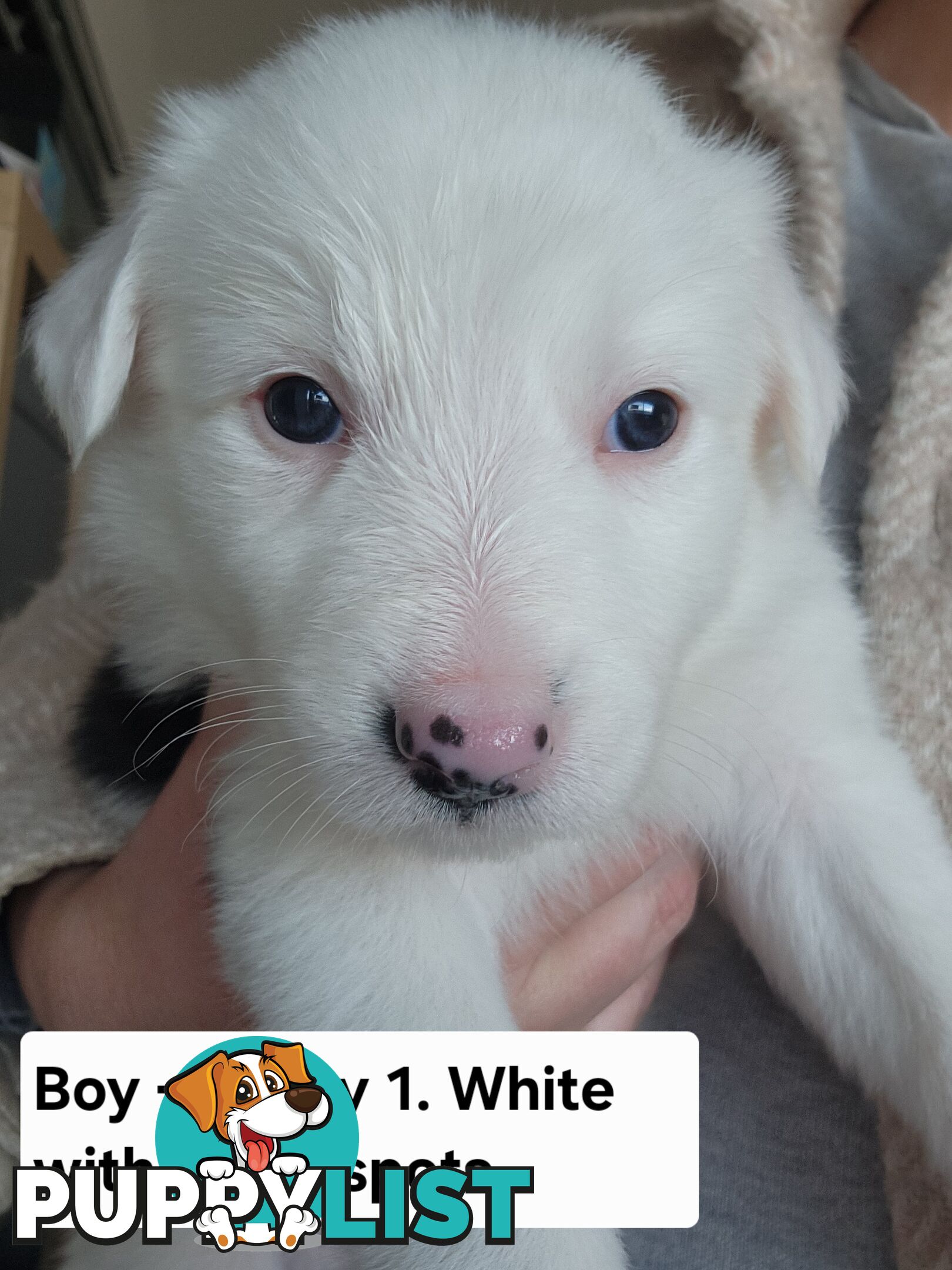 Pure-bred Border Collie Puppies