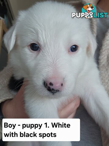 Pure-bred Border Collie Puppies
