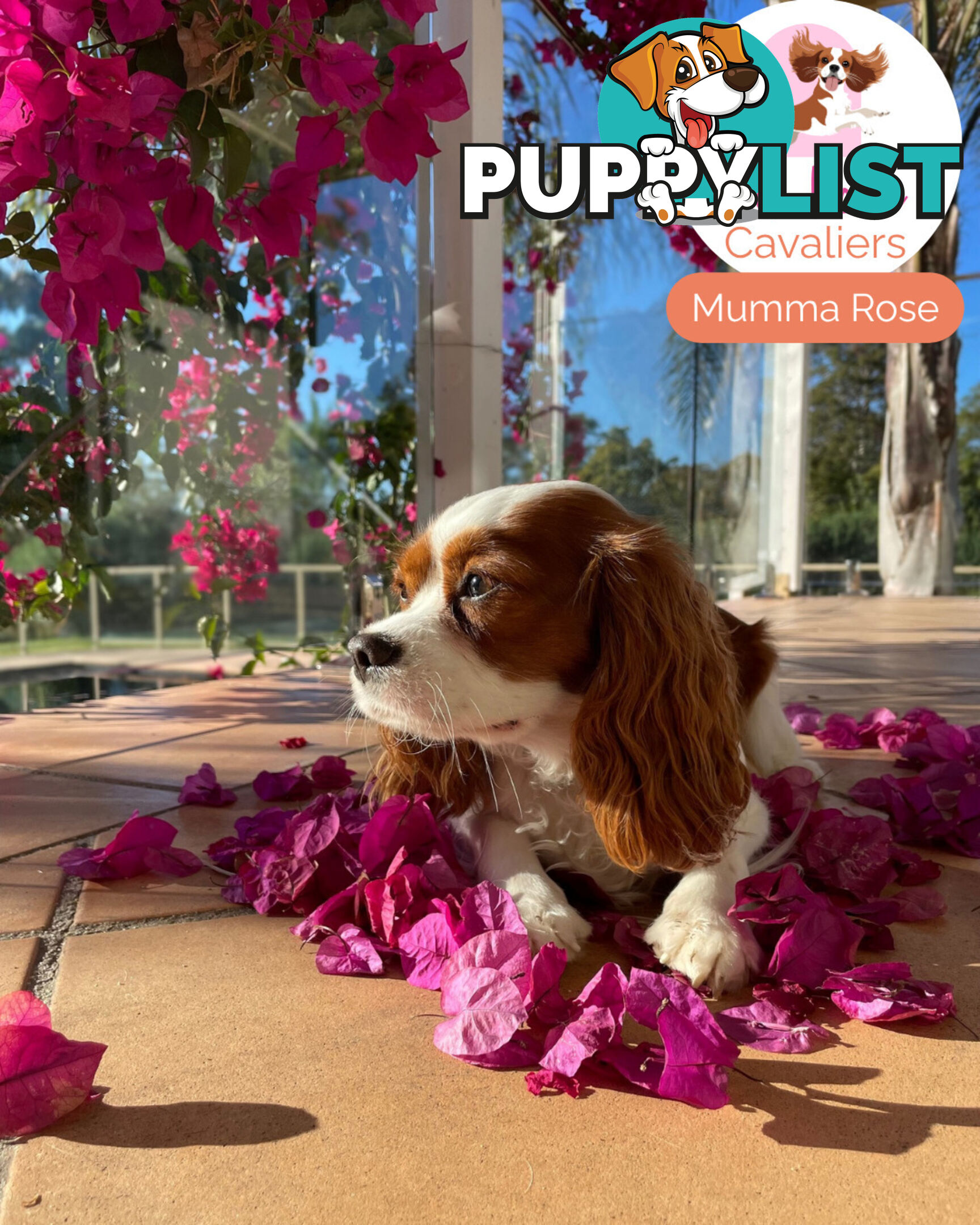 Purebred Cavalier King Charles Spaniel Puppies