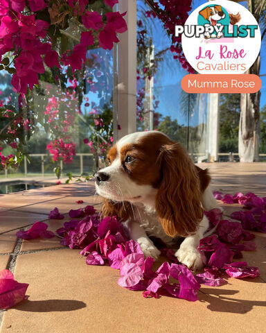 Purebred Cavalier King Charles Spaniel Puppies