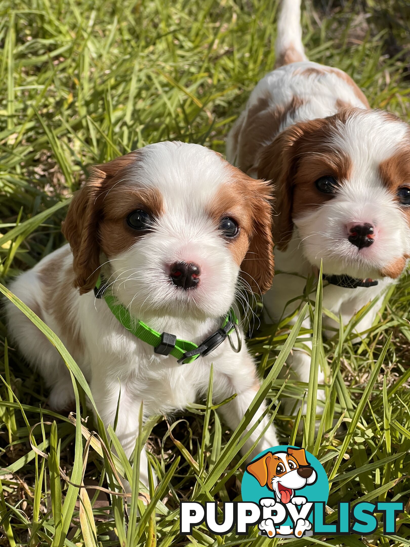 Purebred Cavalier King Charles Spaniel Puppies