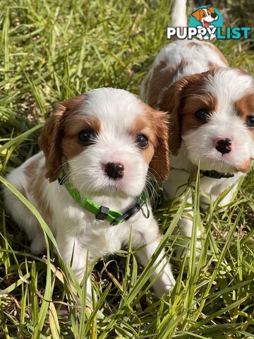 Purebred Cavalier King Charles Spaniel Puppies