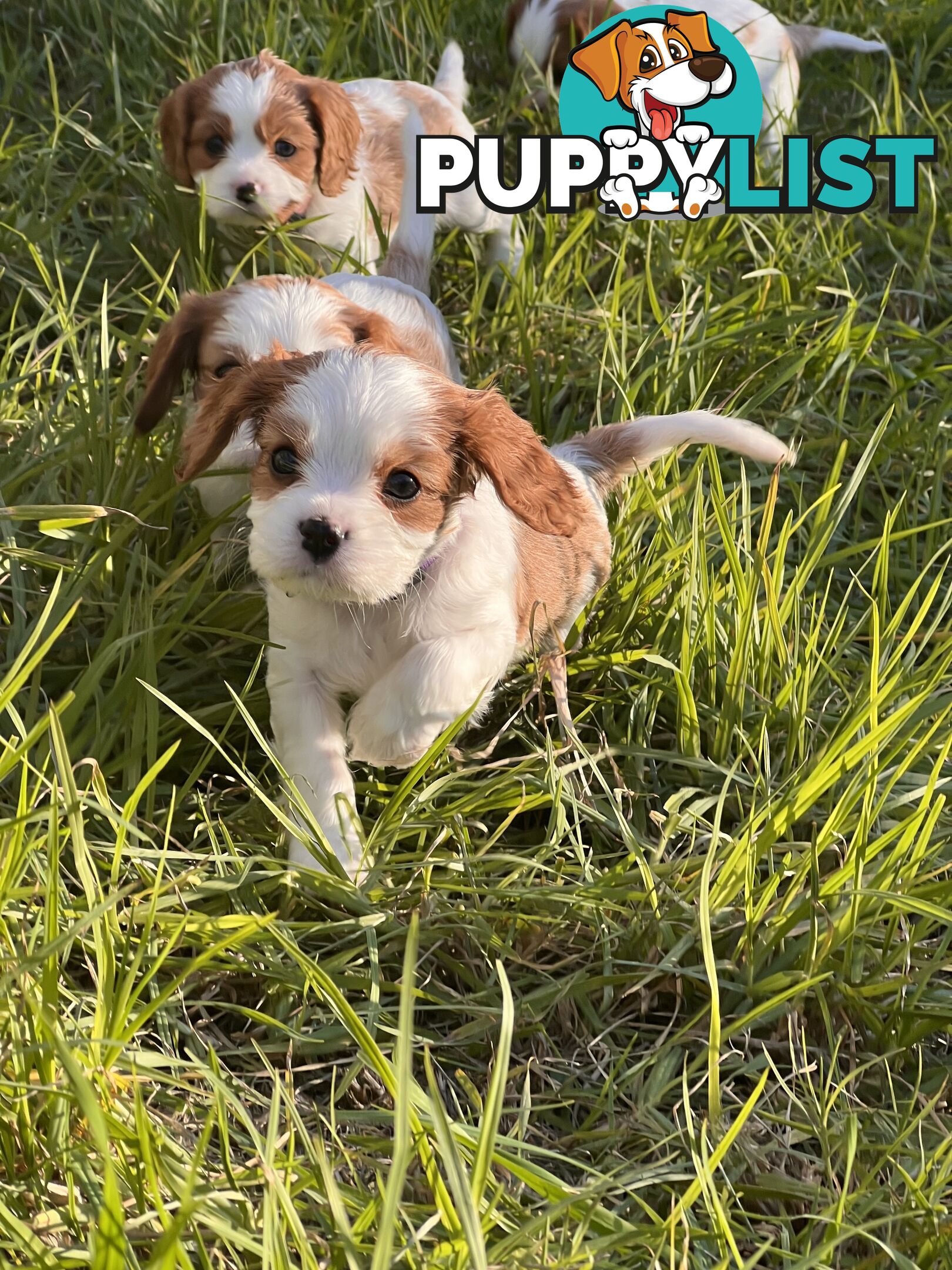 Purebred Cavalier King Charles Spaniel Puppies