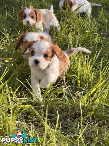 Purebred Cavalier King Charles Spaniel Puppies