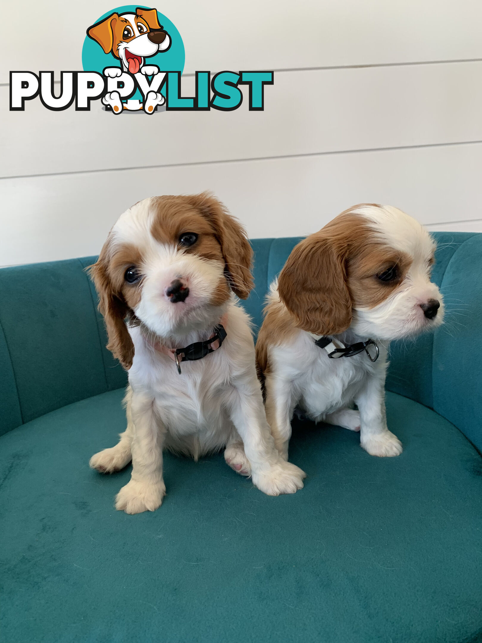 Purebred Cavalier King Charles Spaniel Puppies