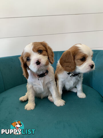 Purebred Cavalier King Charles Spaniel Puppies