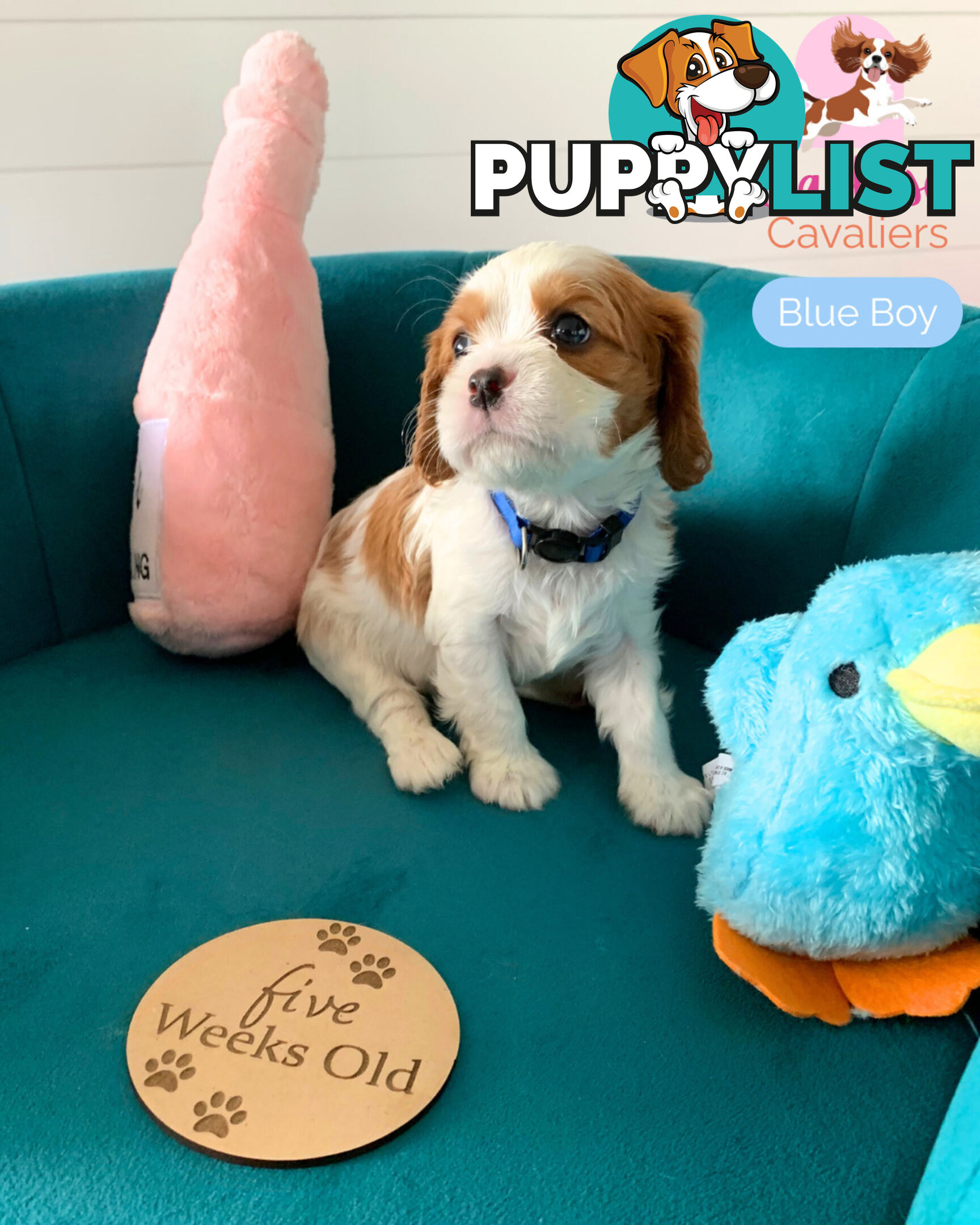 Purebred Cavalier King Charles Spaniel Puppies