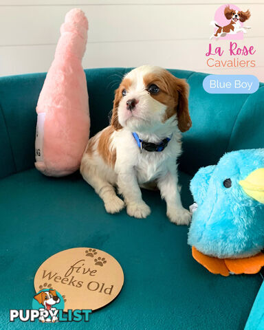 Purebred Cavalier King Charles Spaniel Puppies