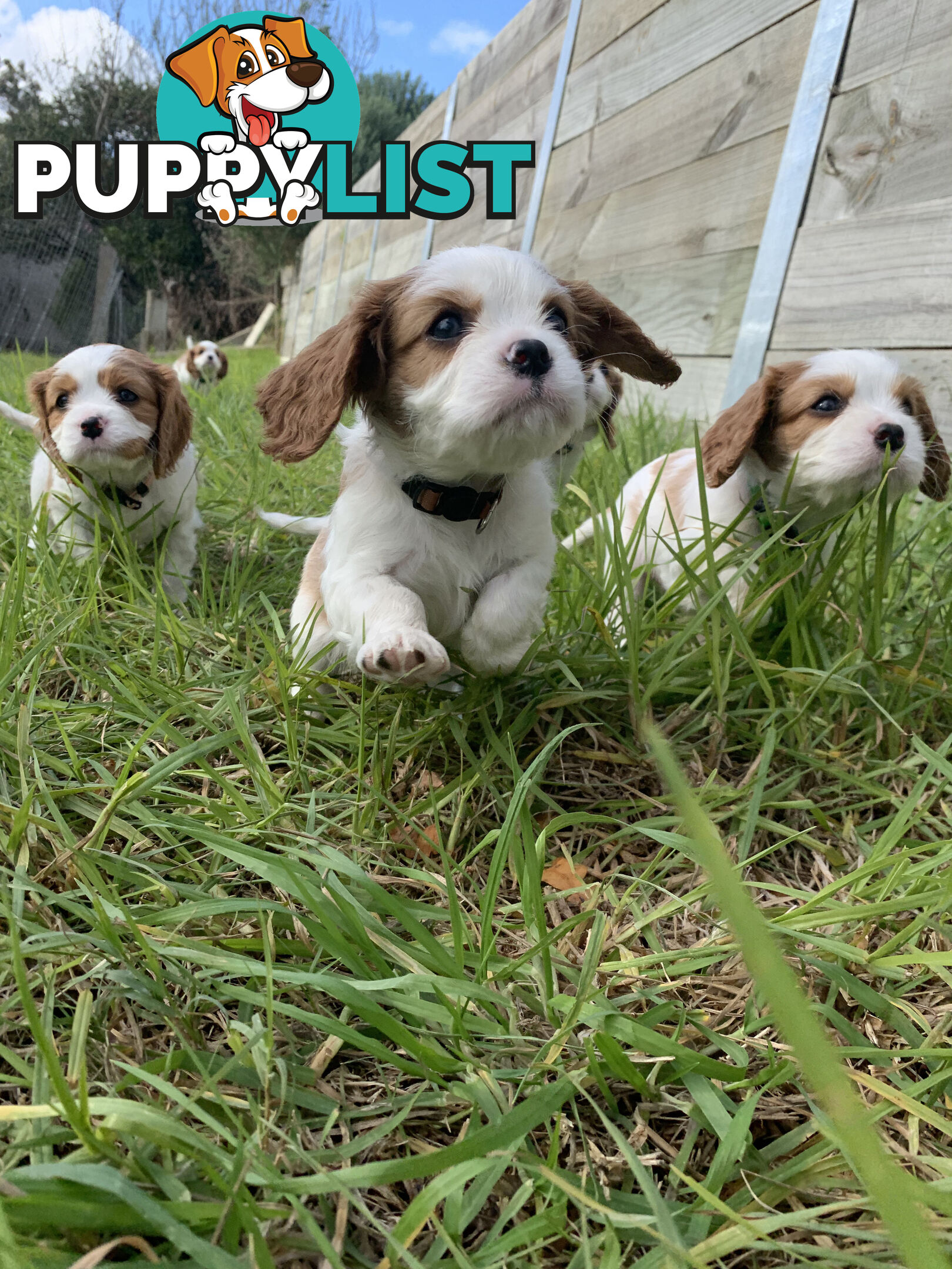 Purebred Cavalier King Charles Spaniel Puppies