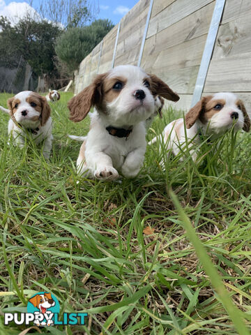 Purebred Cavalier King Charles Spaniel Puppies