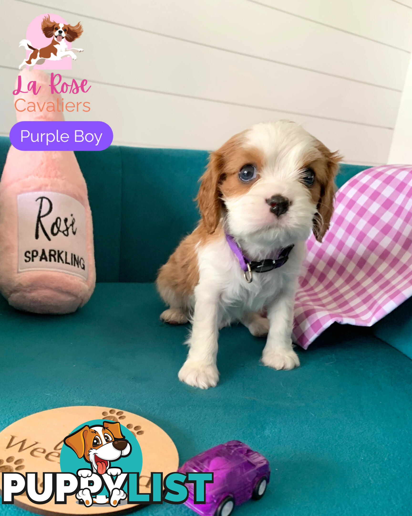 Purebred Cavalier King Charles Spaniel Puppies