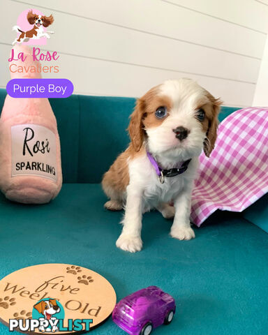 Purebred Cavalier King Charles Spaniel Puppies