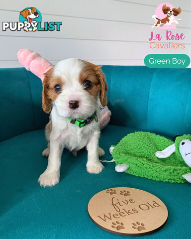 Purebred Cavalier King Charles Spaniel Puppies