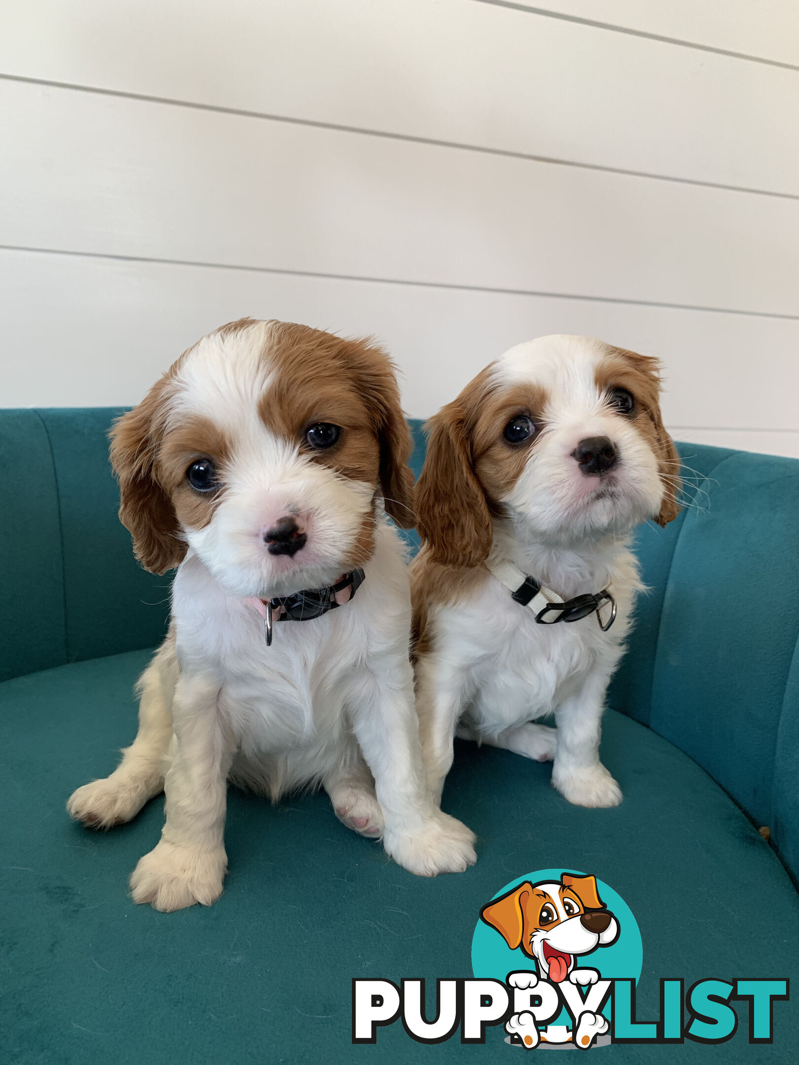Purebred Cavalier King Charles Spaniel Puppies