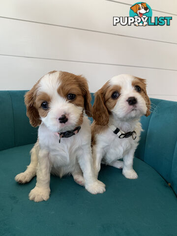 Purebred Cavalier King Charles Spaniel Puppies