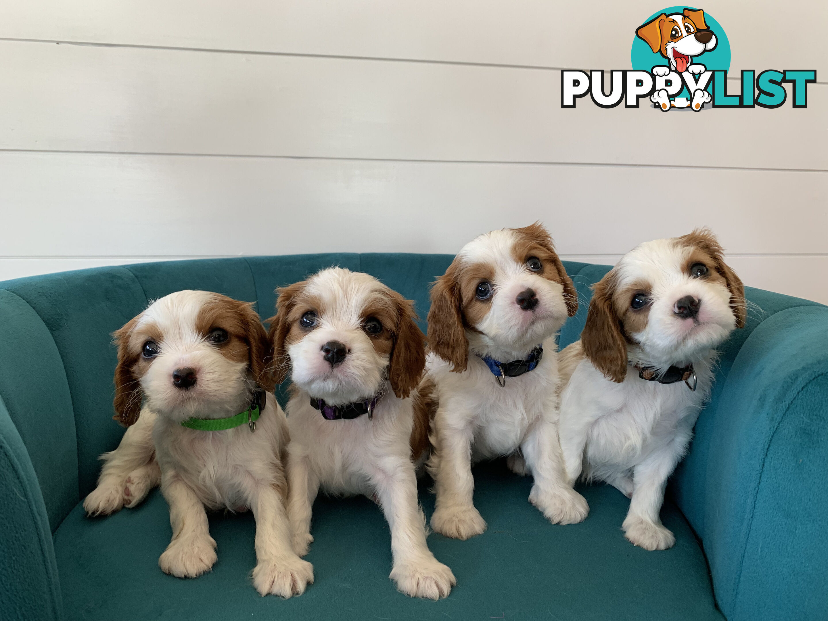 Purebred Cavalier King Charles Spaniel Puppies