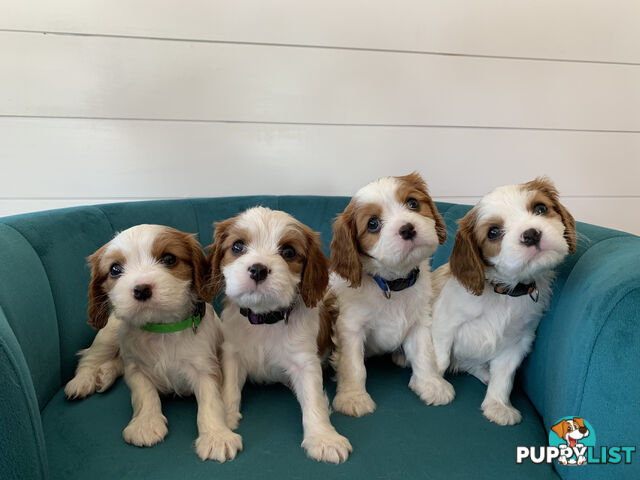 Purebred Cavalier King Charles Spaniel Puppies