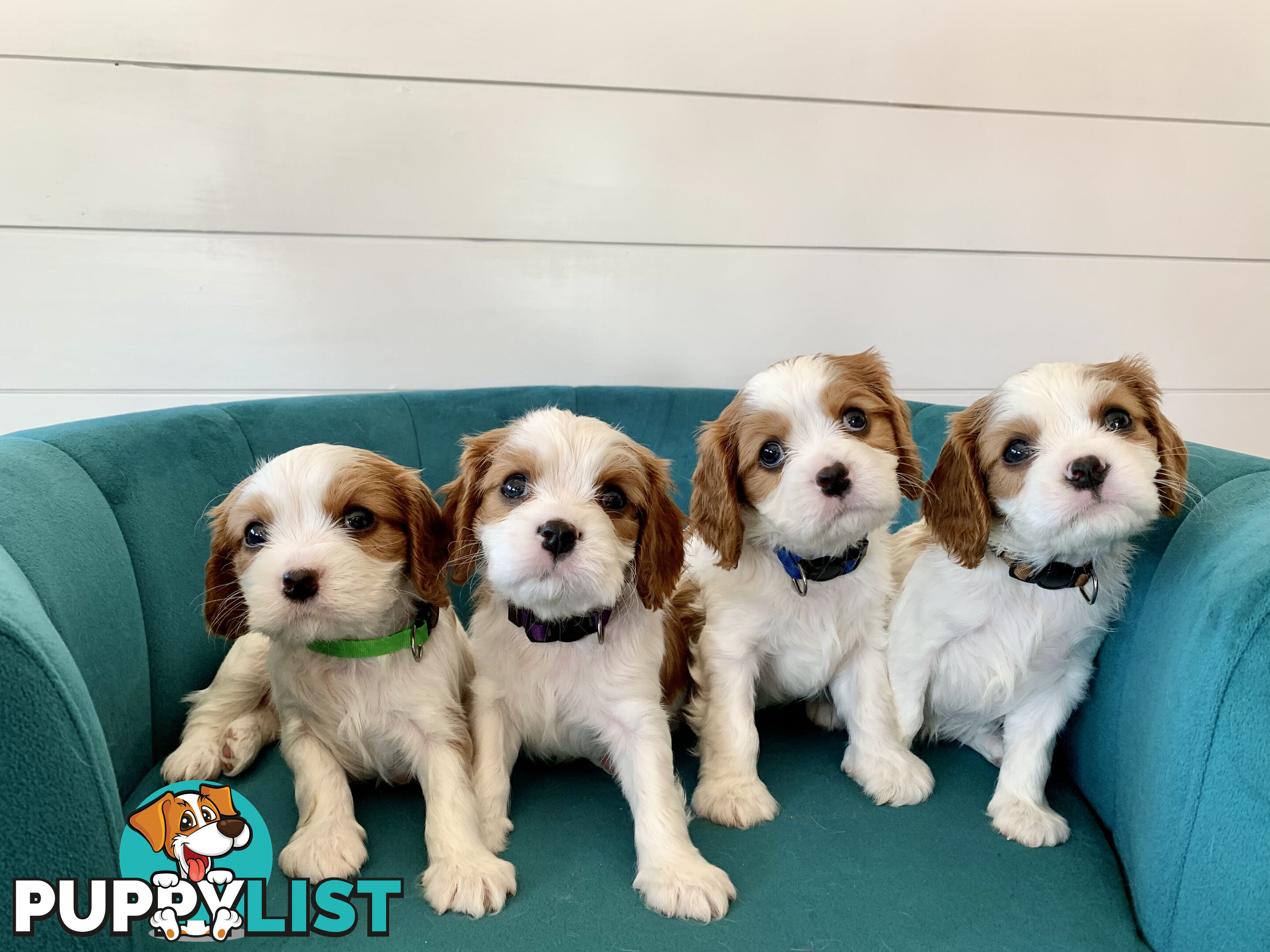 Purebred Cavalier King Charles Spaniel Puppies