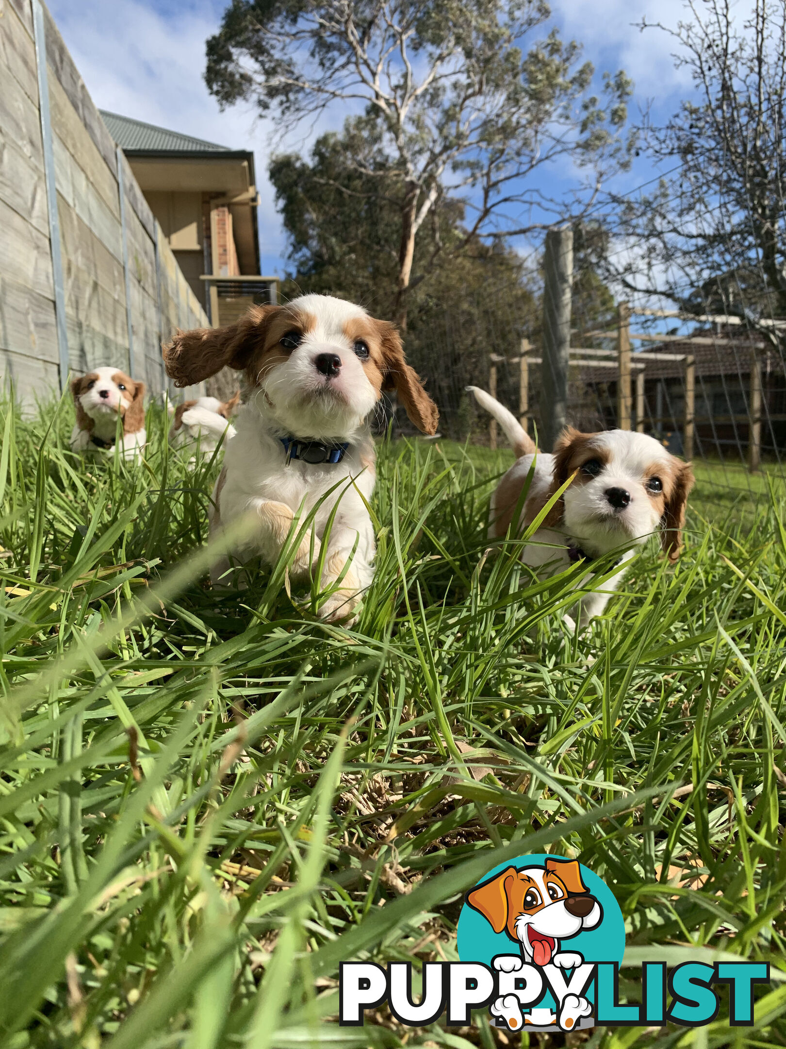 Purebred Cavalier King Charles Spaniel Puppies