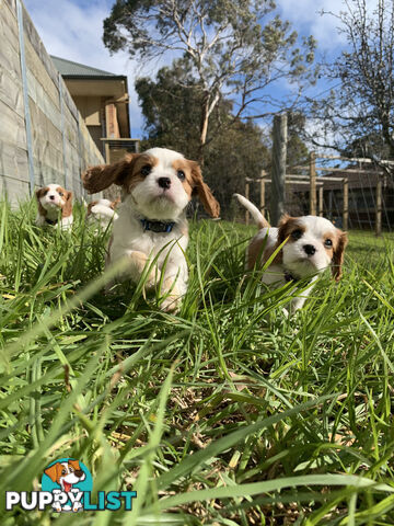 Purebred Cavalier King Charles Spaniel Puppies