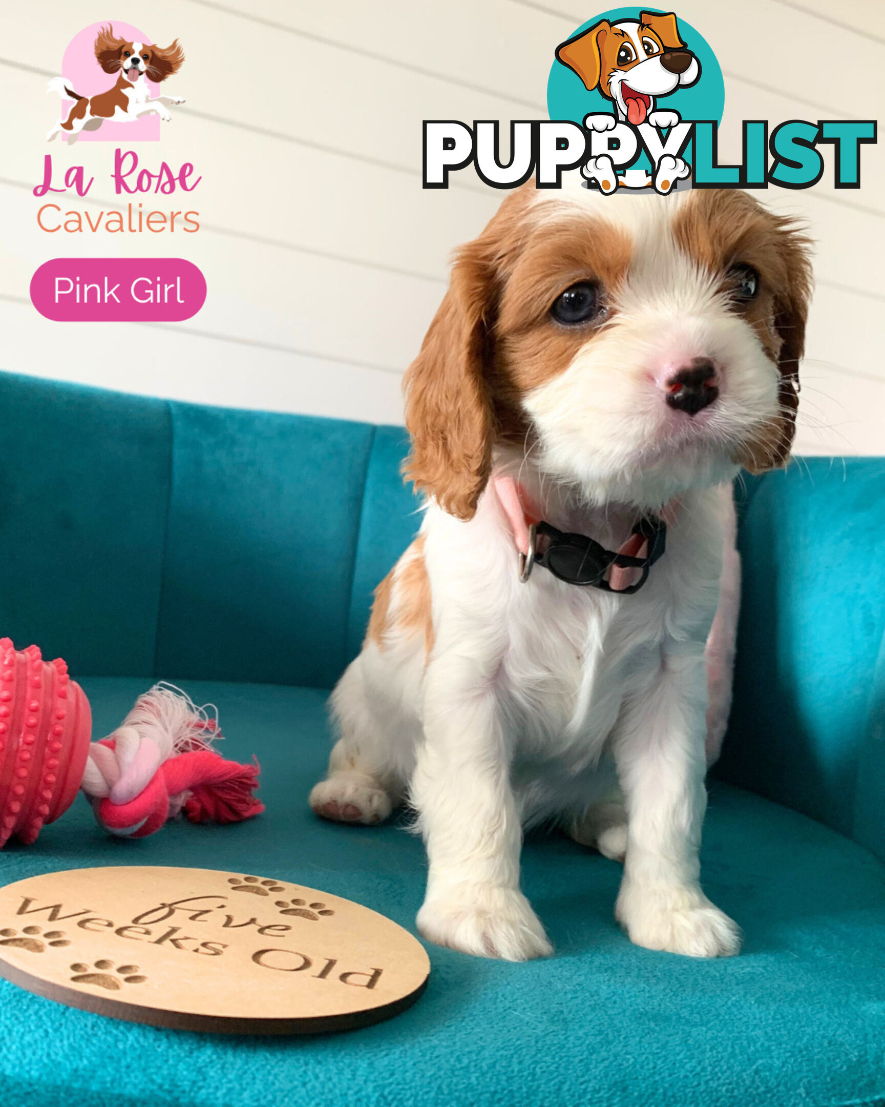 Purebred Cavalier King Charles Spaniel Puppies