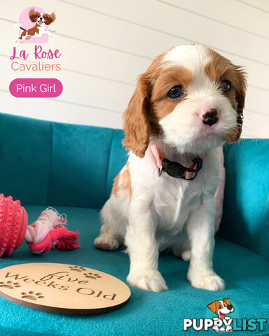 Purebred Cavalier King Charles Spaniel Puppies