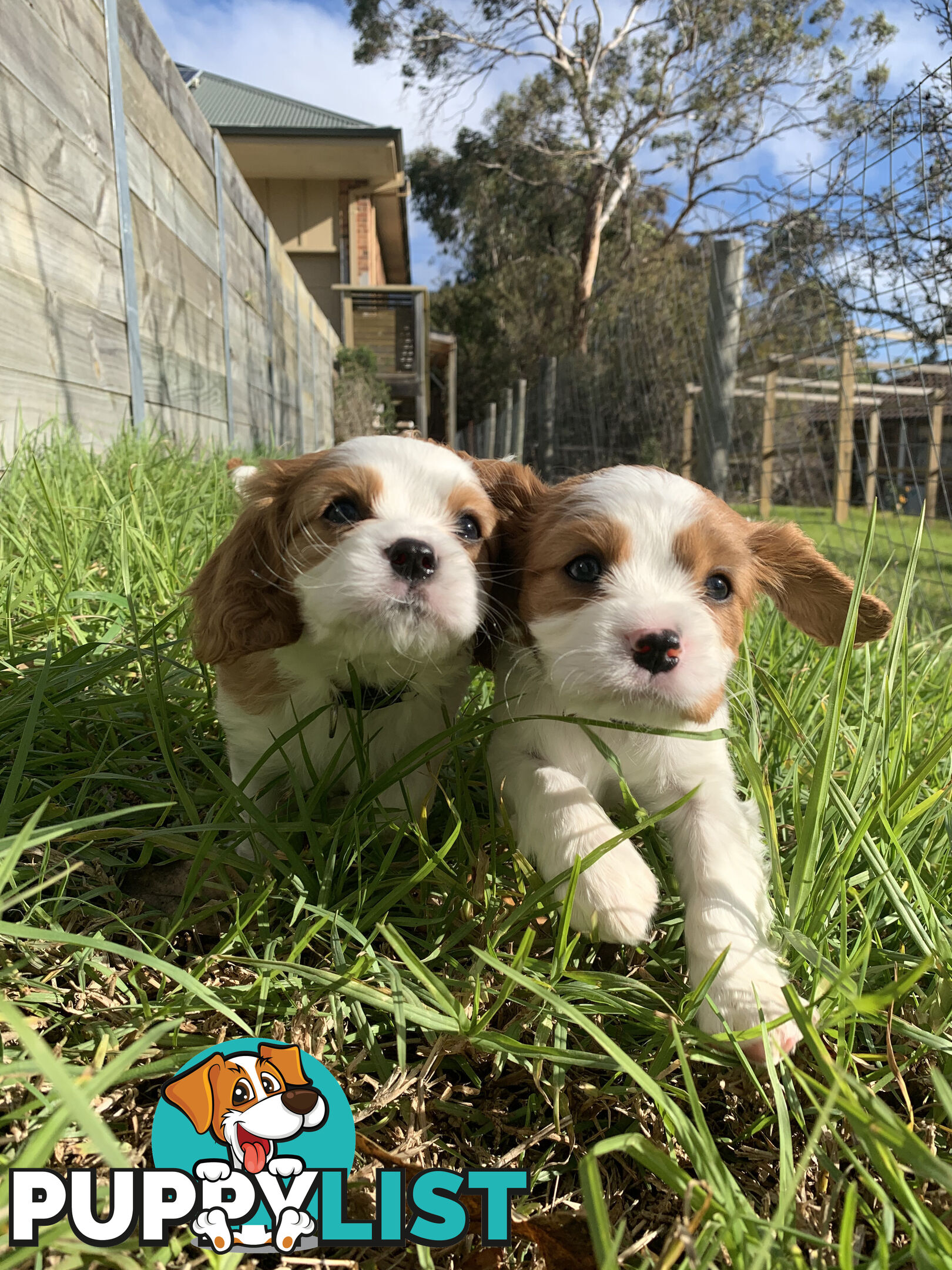 Purebred Cavalier King Charles Spaniel Puppies